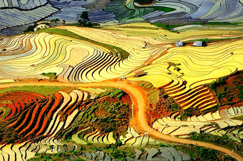 Ruộng bậc thang Sa Pa