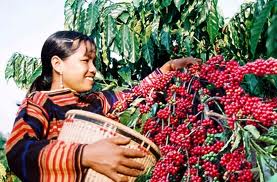 Cafe Việt Nam đứng đầu thế giới nông dân mừng hay lo?