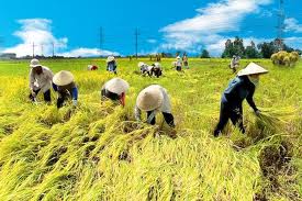 Lý giải về xuất khẩu gạo tại Việt Nam